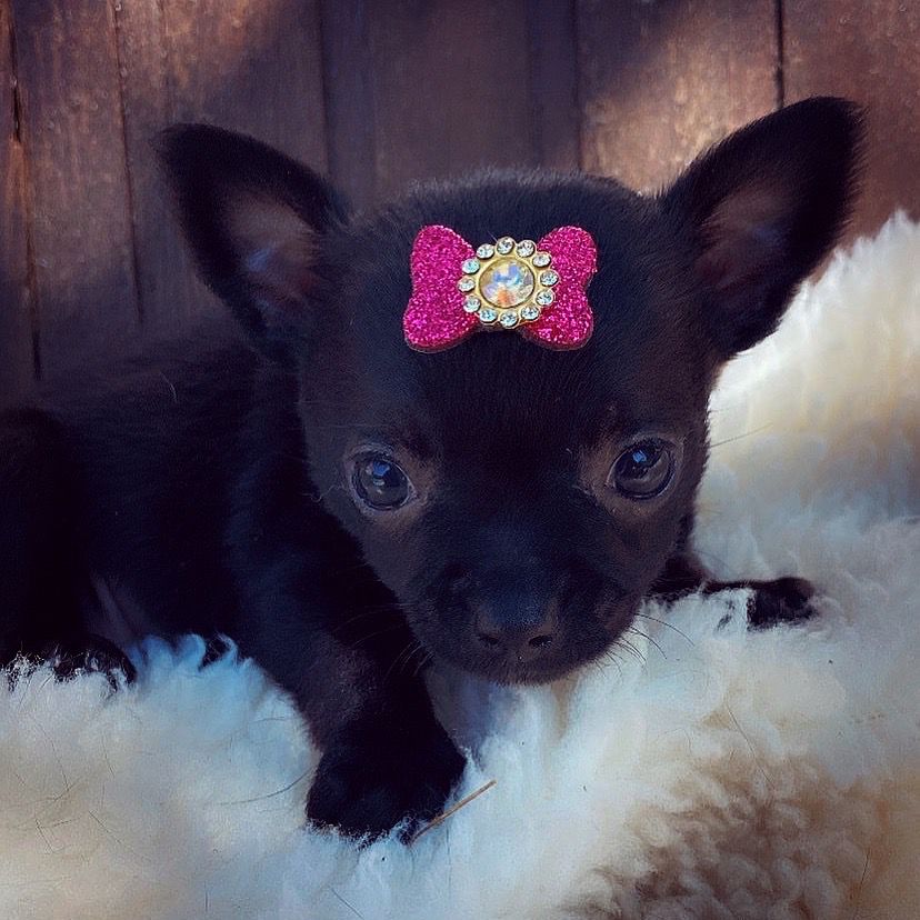 Chihuahua fêmea pêlo curto