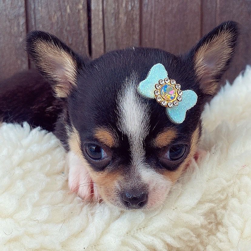 Chihuahua macho pêlo curto