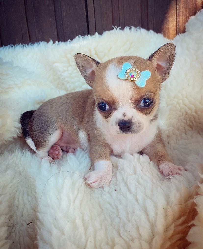 Chihuahua macho pêlo curto