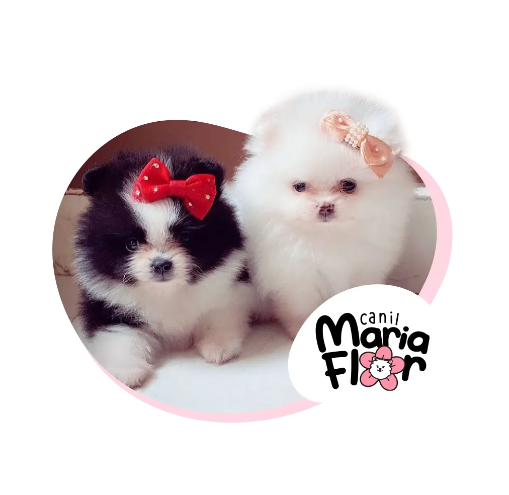 Conheça o Canil Maria Flor